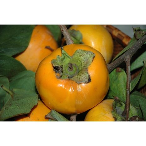 Vivaio Garden Forest – Plante de kaki vanille 24cm – Arbre fruitier – Hauteur à maturité 10m – Exposition ensoleillée – Fruits jaune-orange juteux