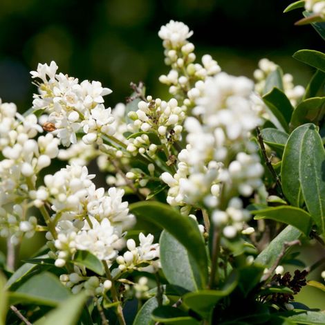 Troène commun - Ligustrum vulgare en Pot 5L 100/120cm (1/4)