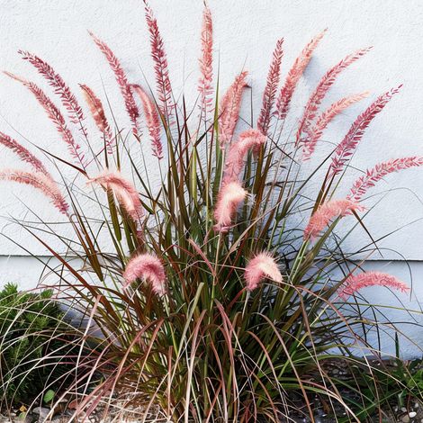 Gardenaria Pennisetum orientale - Graminacea ornamentale da esterno - Altezza: 40 cm (vaso 17)