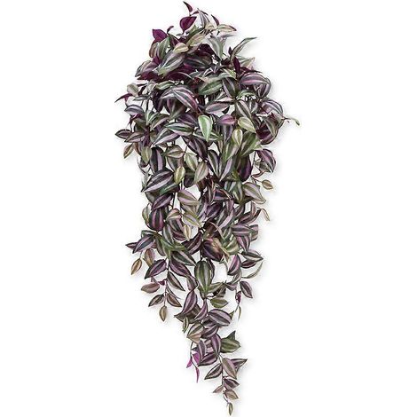 Tradescantia plante suspendue (100 cm) (1/4)
