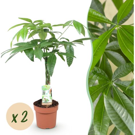 Pachira Aquatica Arbre à monnaie à Tige Tressée Plante d'Intérieur Lot de 2 Pot 17 cm 60-70 cm - PANGIVO (1/5)