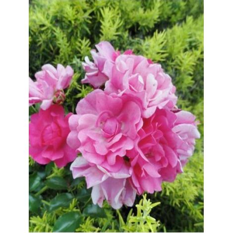 Rosier 'DECOROSIERS® Emera®' Pot de 2L/3L (1/3)