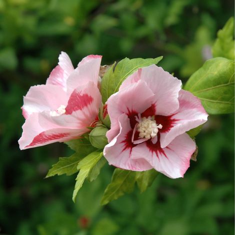 Hibiscus de Syrie Hamabo - Hibiscus syriacus hamabo 30/40 cm Pot 3L (1/4)