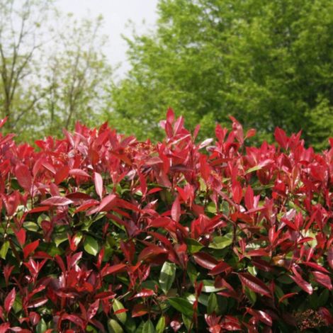 Photinia Red Robin - Photinia xfraseri Red Robin en Pot 5L 80/100cm