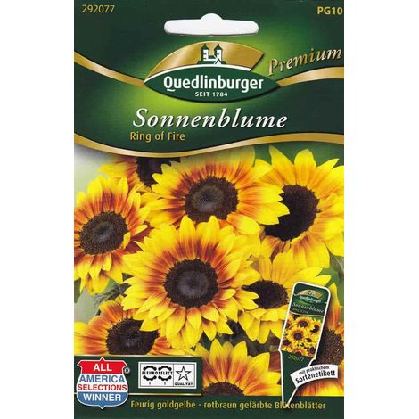 Quedlinburger Sonnenblume Ring of Fire - Blumensamen (1/2)