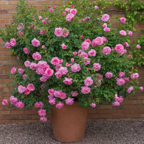 Gardenaria Rosa 'Hyde Hall' - Rosa da giardino - Altezza: 40/50 cm (vaso20) (1/4)