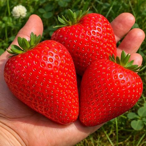 500 pièces Graines Fraisier Géant Jardin – Semences Potager, Fruits Sucrés et Gros, Haute Productivité (1/5)