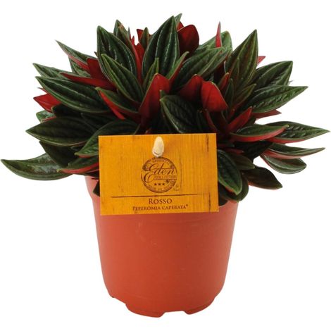 Peperomia Caperata Rosso - Plante d'Intérieur Décorative - Feuillage Texturé - Ø11 cm - 15 cm - PANGIVO (1/4)