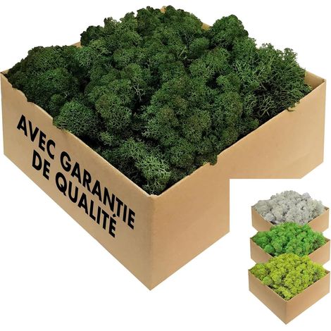 Rentierflechte – 1 kg Dunkelgrün – Natürlich konservierte isländische Flechte für Wanddekoration und DIY-Projekte (1/5)