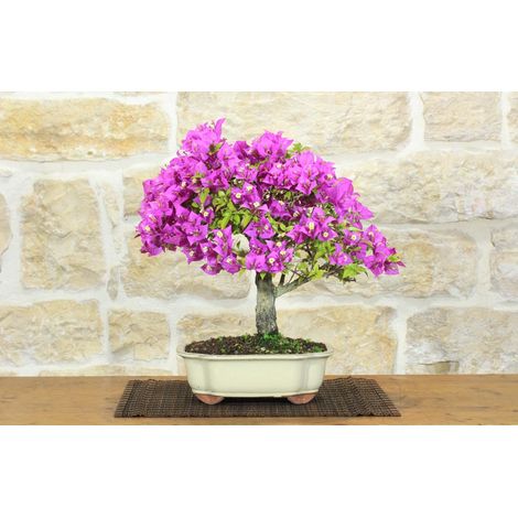 Bonsai di Bougainvillea Sanderiana (139) (1/5)