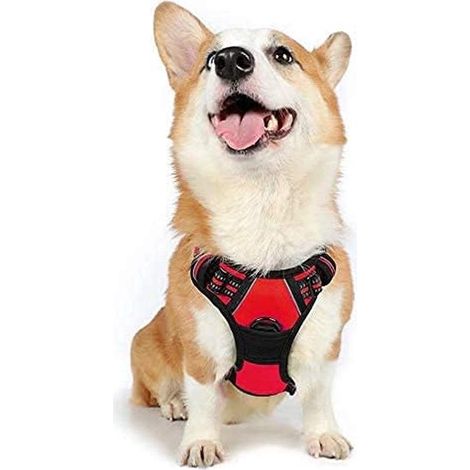 Harnais chien anti-traction Rabbitgoo M rouge réglable réfléchissant attache avant (1/5)