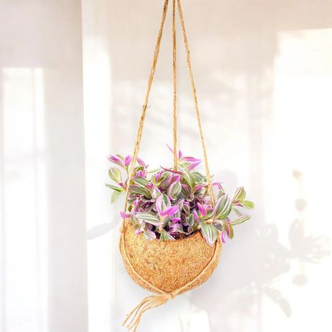 Gardenaria Tradescantia cerinthoides Sweetness kokodama - Pianta da interno ornamentale - Altezza: 20 cm (vaso 15) (1/4)