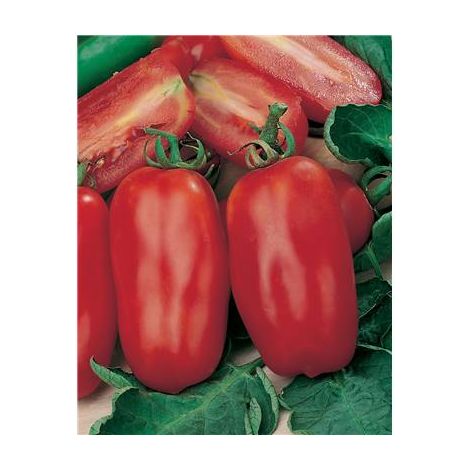 TOMATE SCATOLONE - 0,5 G  - GRAINES DE LEGUMES