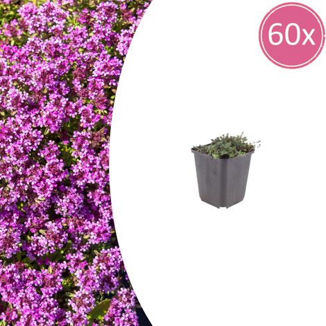 Lot de 60 Thym Serpolet Thymus praecox Coccineus Couvre-sol Persistant Fleurs Rouges Pot Ø9 cm - PANGIVO (1/5)