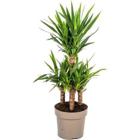 Yucca Elephantipes Plante d'Intérieur Facile d'Entretien Pot Ø30 cm Hauteur 90-110 cm - PANGIVO (1/5)