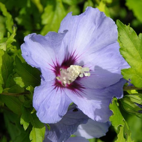 Hibiscus Oiseau Bleu, Althéa/Pot de 4L - 40/60 cm (1/4)