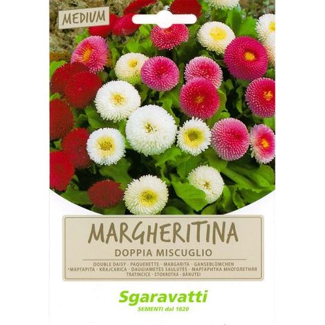 SEMI PER PRATO UNIVERSALE margheritine doppie in miscuglio