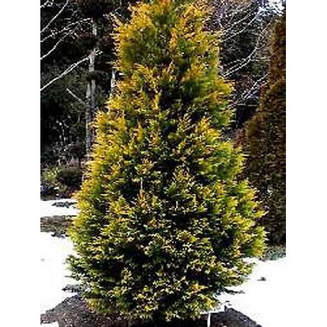 Cyprès de Leyland 'Gold Rider' Pot de 6L/7L (1/3)