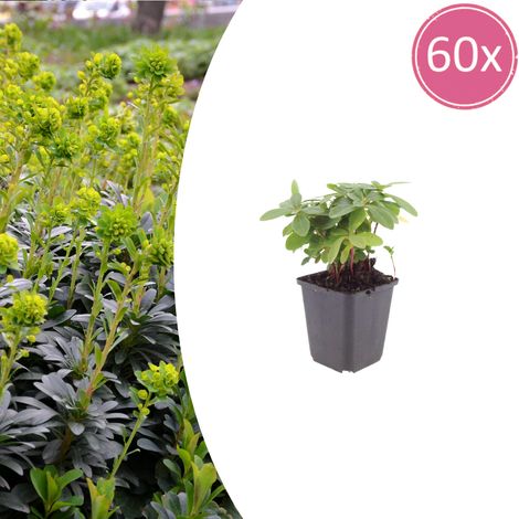60 Euphorbes Amygdaloides Robbiae Plantes Couvre-sol Persistantes Jaune-Vert 10-25 cm Ø 9 cm - PANGIVO (1/5)