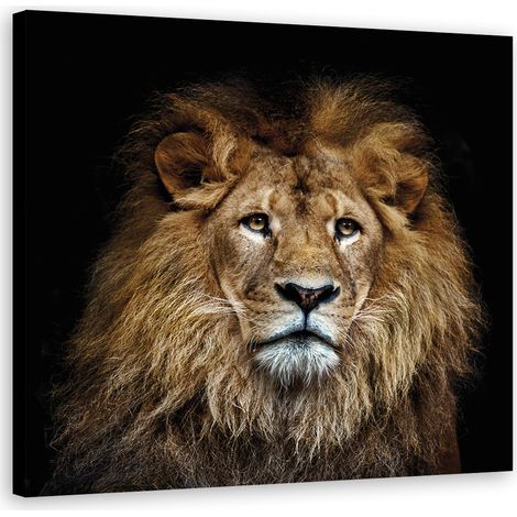 Quadro su tela, Leone maestoso - 40x40 (1/5)