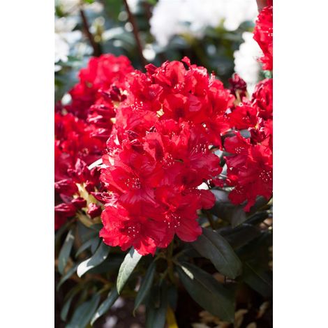 Rhododendron-Hybride 'Erato'(s) Rhododendron Hybr.'Erato' -R- C 5 30- 40 (1/5)