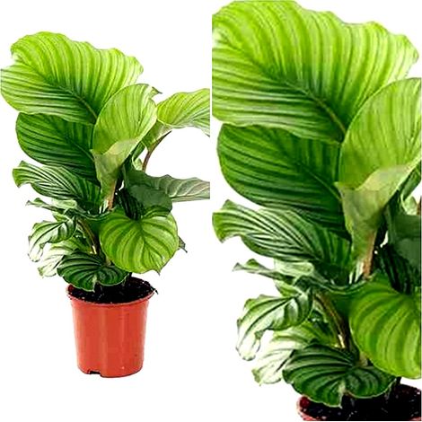 Planta Natural de Calatea Orbifolia en Maceta M19
