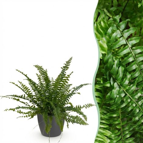 Fougère Nephrolepis exaltata Green Lady Plante d'Intérieur Dépolluante Pot Gris 12 cm H25 cm - PANGIVO (1/5)