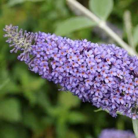 Arbre aux papillons  - Buddleja 'Lochinch'  - 40-60 cm pot
