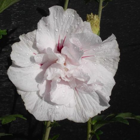 Hibiscus, Althéa Eruption® 'Mineru'/Pot de 10L (1/3)