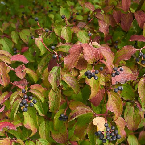 Cornouiller sanguin winter beauty - Cornus sanguinea winter beauty 50/60 cm Pot 3L (1/5)