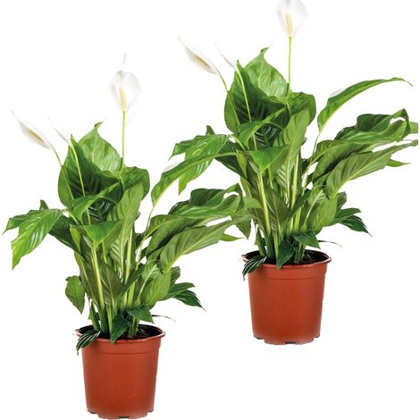 Bloomique - Lot de 2 - Spathiphyllum - Fleur de lune - Plante d’intérieur - Dépolluante - 60-80 cm de haut - Pot 17 cm