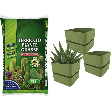 KIT: Sacca da 5 litri di terra per piante grasse con Set da 3 vasi e sottovasi 12x11cm - 313 Versione Olive (1/5)