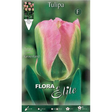 Tulipano Viridiflora Groenland (CONFEZIONE DA 7 BULBI)