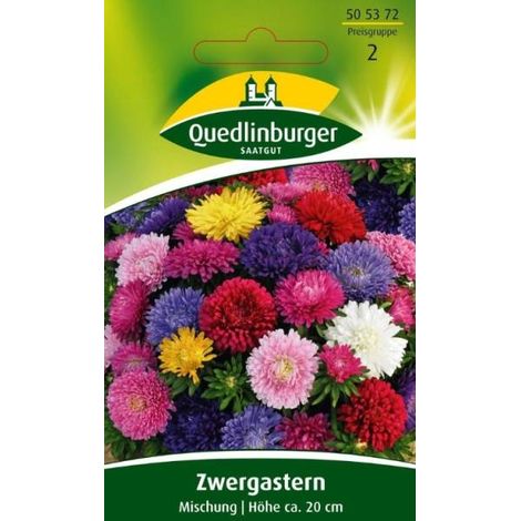 Zwergastern, Mischung, Bunte Astern für Garten & Balkon (1/2)