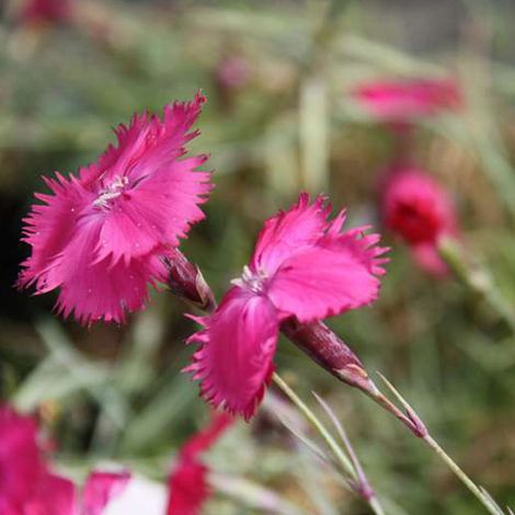 4 x Œillet de Grenoble - Dianthus gratianopolitanus  - godet 9x9