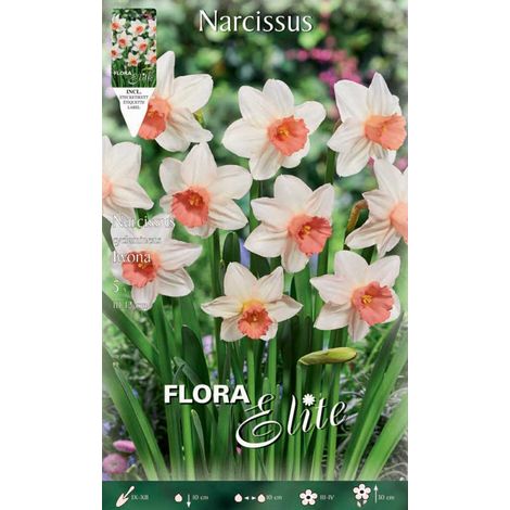 BULBI AUTUNNALI NARCISO CYCLAMINEUS IWONA CONFEZIONE DA 5 BULBI BULBS