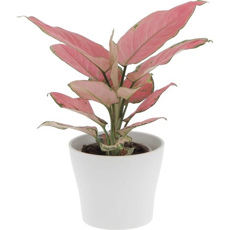 Aglaonema Pink Star con Vaso in Ceramica Panna - Pianta Vera Purifica Aria - H 30-35 cm Vaso Ø 12 cm