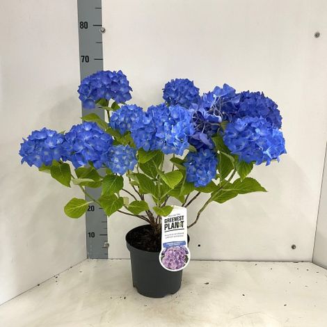 Ortensia blu "Hydrangea macrophylla Renate Steiniger" pianta in vaso  19 cm