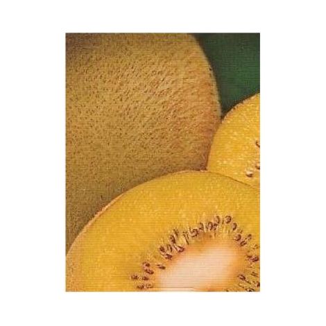 Kiwi 'Golden Delight' -mâle Pot de 1,5L/2L