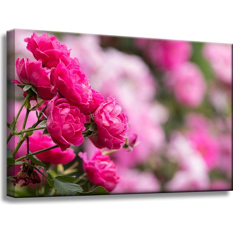 Leinwanddruck „Botanische rosa Rosen“, 60 x 40 cm