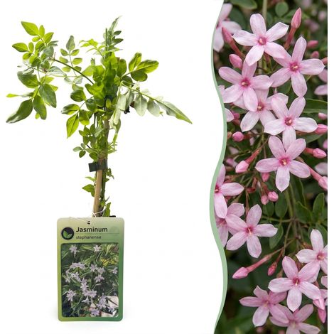 Jasmin rose Jasminum stephanense Plante grimpante parfumée rose Pot Ø 9 cm Hauteur 35 cm (1/5)