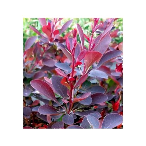 4 Plantas de Agracejo Japones Rojo. Berberis Thunbergii Atropurpurea