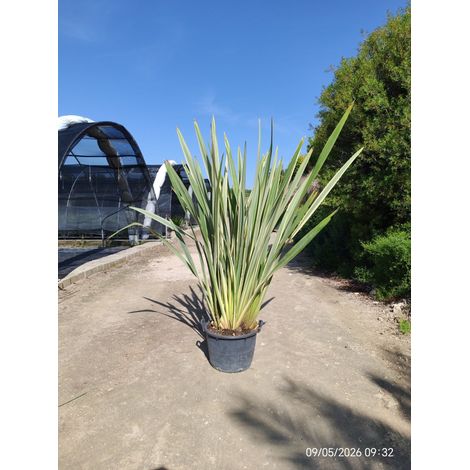 PHORMIUM TENAX VARIEGATUM POT 50