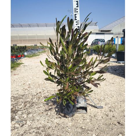 Dodonaea Viscosa Pot 18 cm Arbuste Persistant à Feuillage d'Extérieur (1/4)