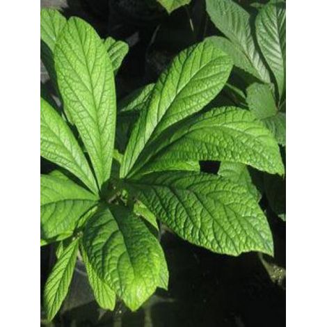 Rodgersia pinnata 'Hercules' Godet de 8/9 cm (1/2)