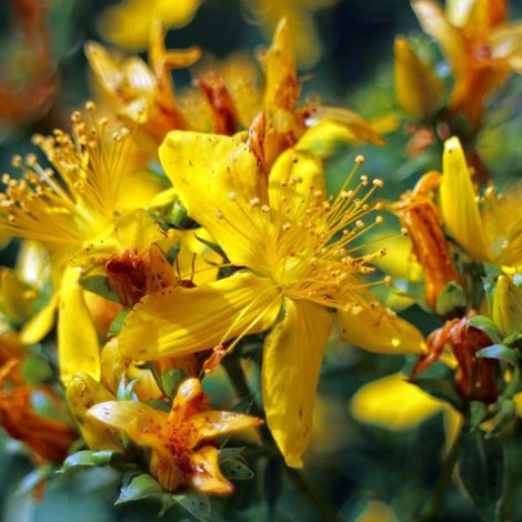 Millepertuis  - Hypericum inodorum 'Elstead'  - 20-30 cm pot