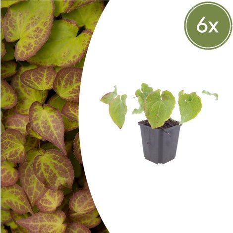 Lot de 6 Epimedium perralchicum 'Frohnleiten' Fleur des Elfes Couvre-sol Ombre Jaune Pot Ø 9 cm - PANGIVO (1/5)