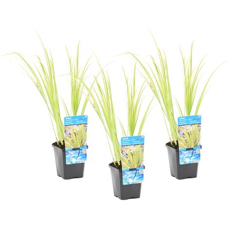 Bloomique - Lot de 3 - Acorus Ogon - Acore nain - Plantes de bassin - Résistante au gel - 10-20 cm de haut - Pot 9 cm