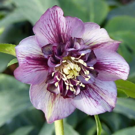 Hellébore orientale 'Anemone Picotee' Pot de 2L/3L (1/2)