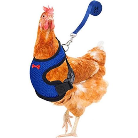 Laisse réglable pour animaux de compagnie, gilet confortable pour poule, canard ou oie, gilet d'entraînement respirant avec ceinture assortie (bleu L) (1/4)